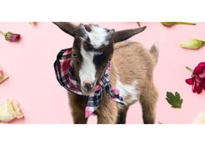 Texas Ranch Goats Goat Yoga McKinney @ Tupps! | TexasRanches Events | Texas Ranches
