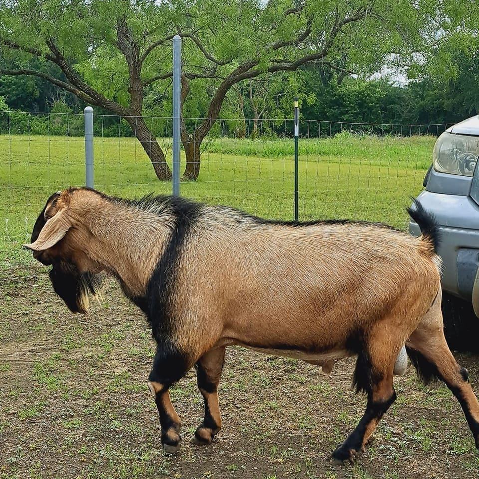 Texas Ranch Goats Meat Goats in DFW | Texas Ranches