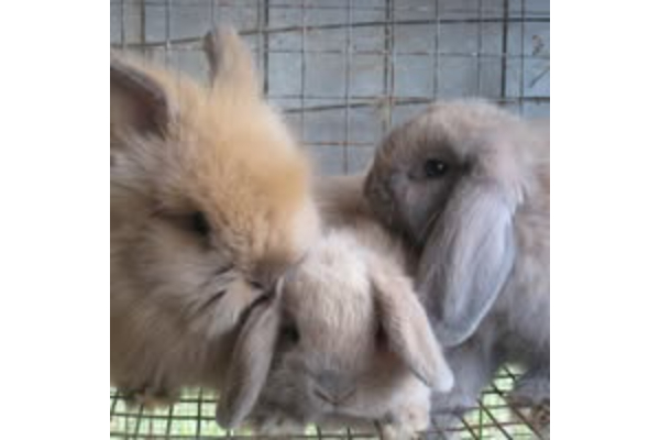Bunny Haven Rabbitry & Poultry Farm | Texas Ranches