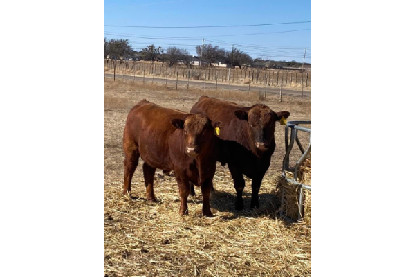 GRAHAM RANCH ANGUS | Texas Ranches